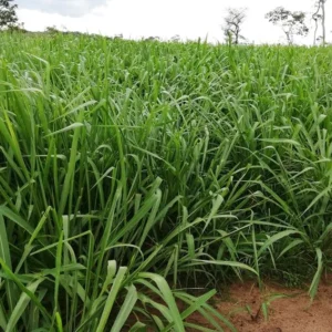 Panicum Max. cv. brs Zuri