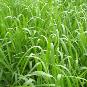 Panicum Max. cv. Aruana