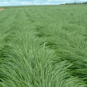 Panicum Max. cv. Massai