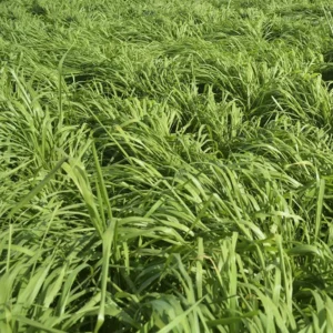 Panicum Max. cv. brs. Tamani