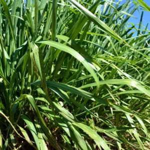Panicum Max. cv. Mombaça