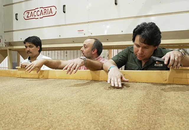 Proceso industrial de selección y tratamiento de semillas