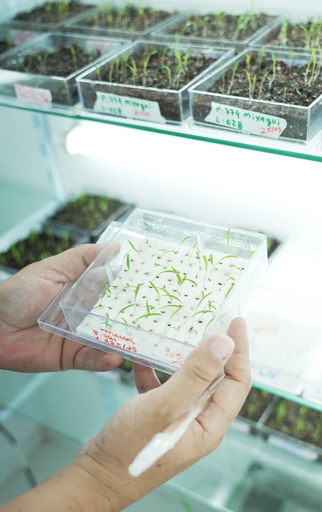Evaluación de semillas y germinación en laboratorio